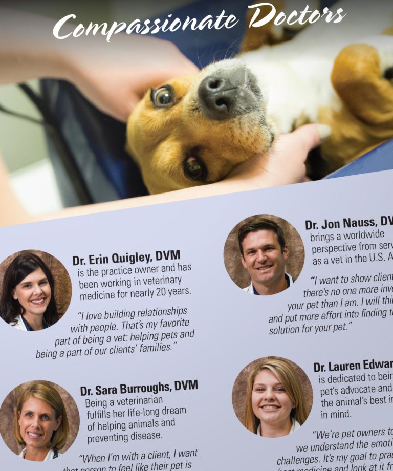Animal Medical Center Brochure